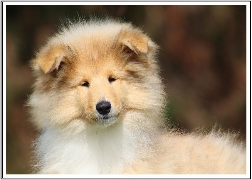 du bois des amazones - Chiots disponibles - Colley à poil long