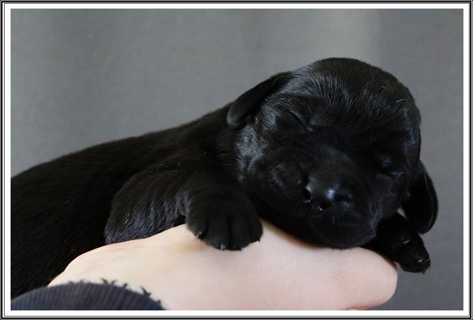 du bois des amazones - Chiots disponibles - Labrador Retriever