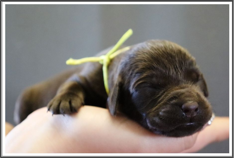 du bois des amazones - Chiots disponibles - Labrador Retriever