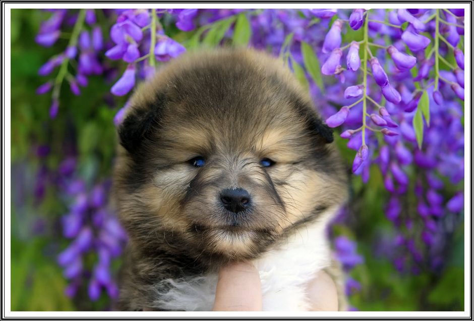 du bois des amazones - Chiots disponibles - Colley à poil long