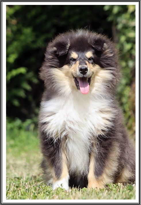du bois des amazones - Chiots disponibles - Colley à poil long
