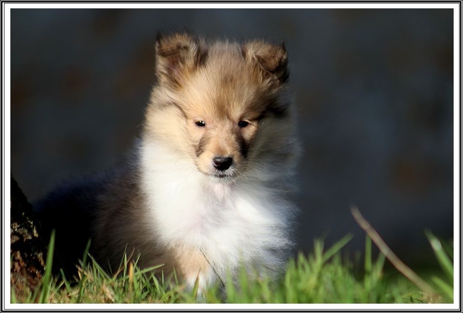 du bois des amazones - Chiots disponibles - Colley à poil long