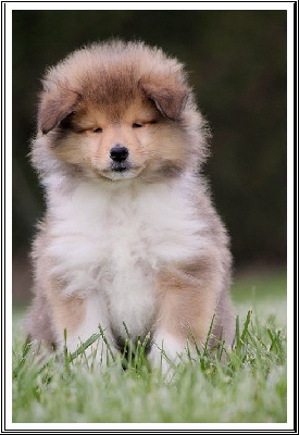 Tendre Caramel