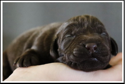 femelle chocolat