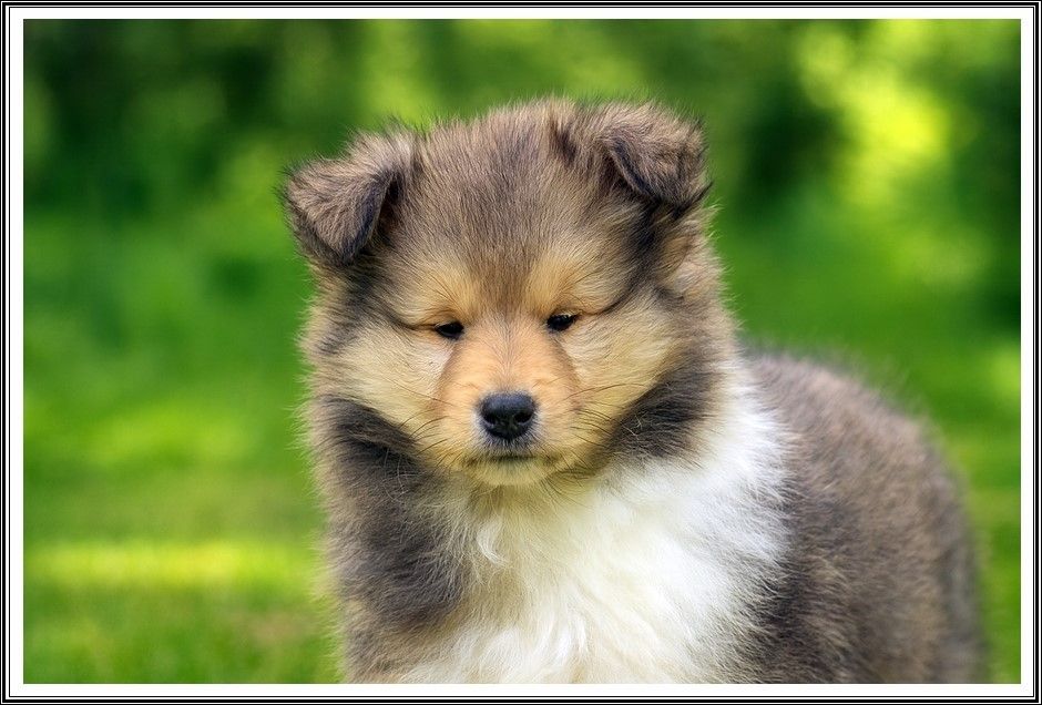 du bois des amazones - Chiots disponibles - Colley à poil long