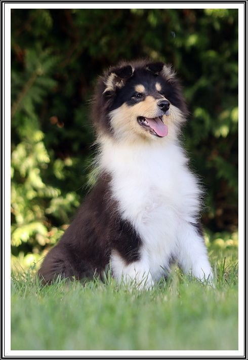 du bois des amazones - Chiots disponibles - Colley à poil long