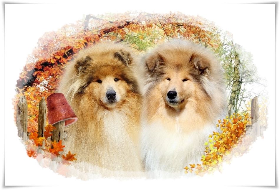 du bois des amazones - Colley à poil long - Portée née le 06/11/2025