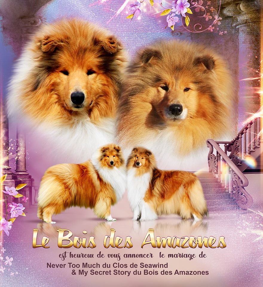 Chiot Colley à poil long du bois des amazones