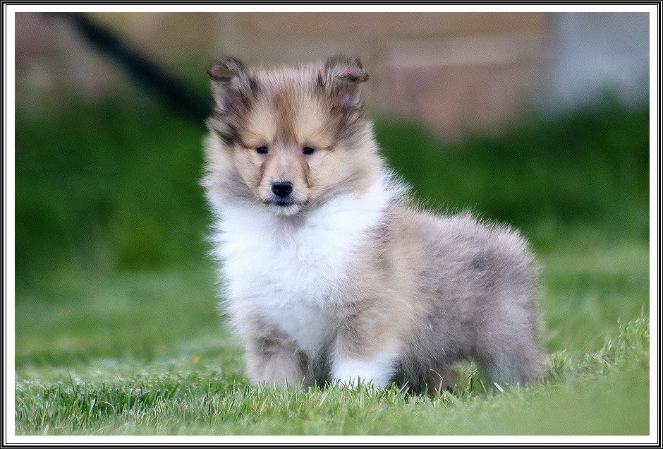 du bois des amazones - Chiots disponibles - Colley à poil long