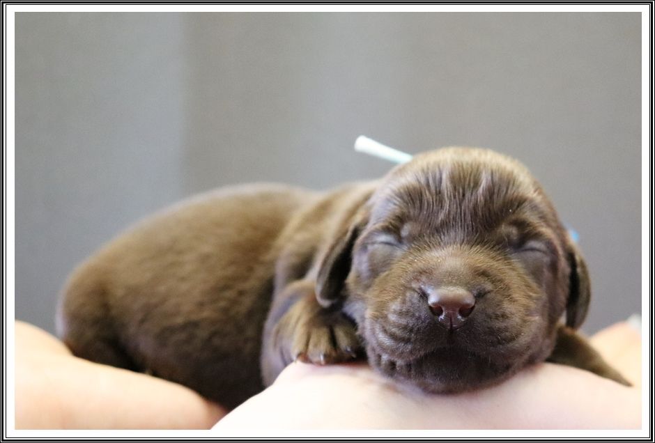 du bois des amazones - Chiots disponibles - Labrador Retriever