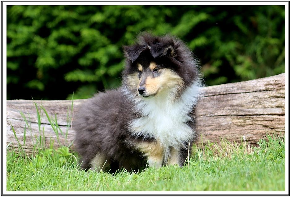 du bois des amazones - Chiots disponibles - Colley à poil long