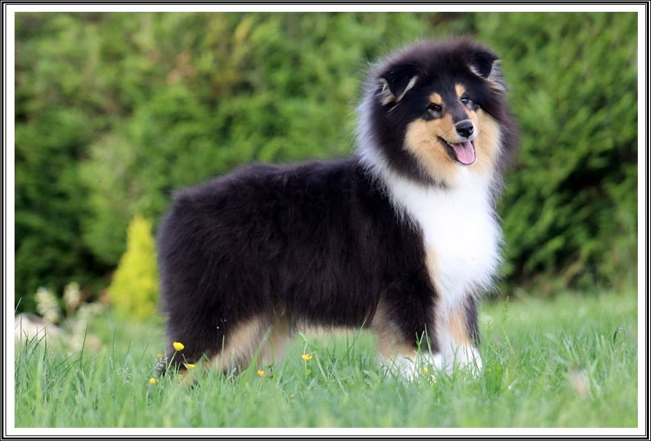 du bois des amazones - Chiots disponibles - Colley à poil long