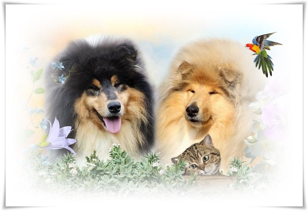 du bois des amazones - Colley à poil long - Portée née le 02/11/2025