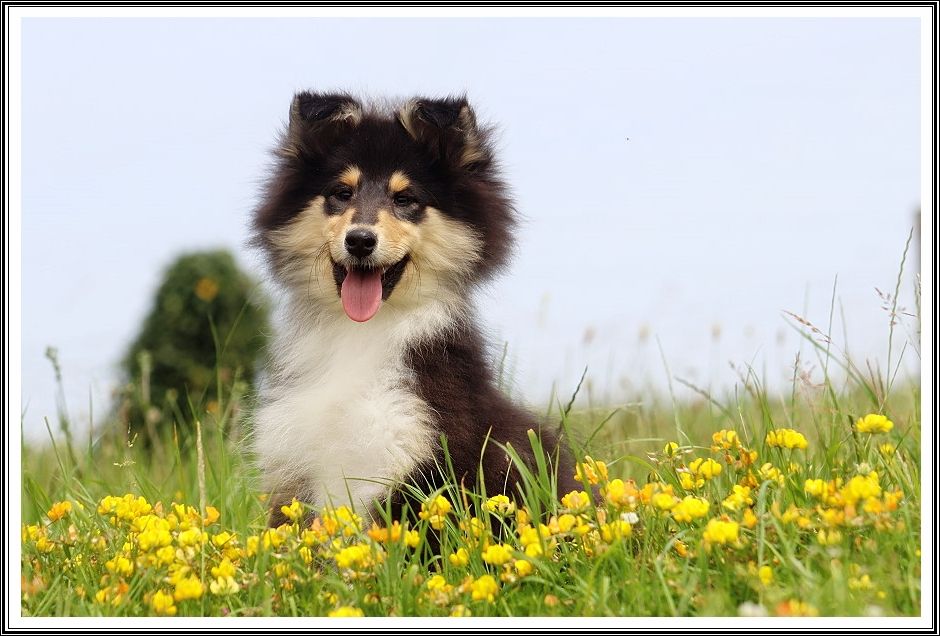 du bois des amazones - Chiots disponibles - Colley à poil long