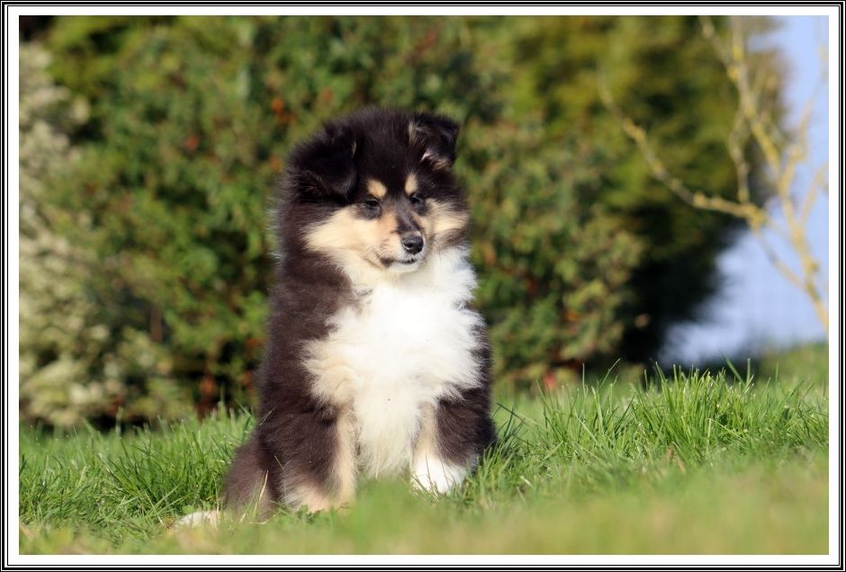 du bois des amazones - Chiots disponibles - Colley à poil long