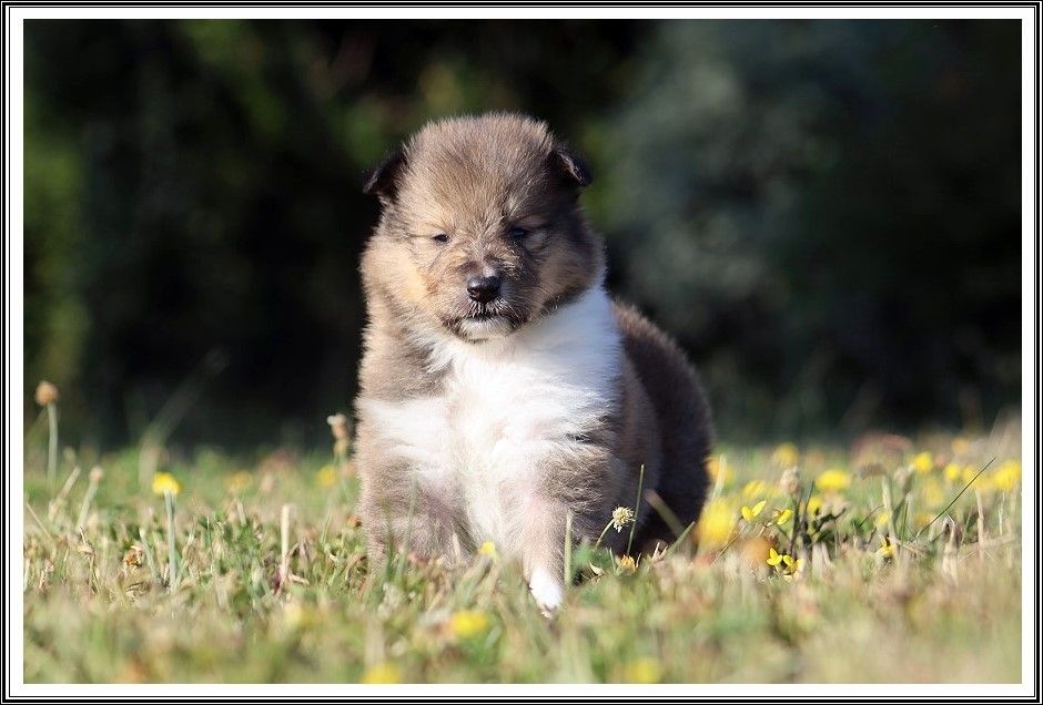 du bois des amazones - Chiots disponibles - Colley à poil long