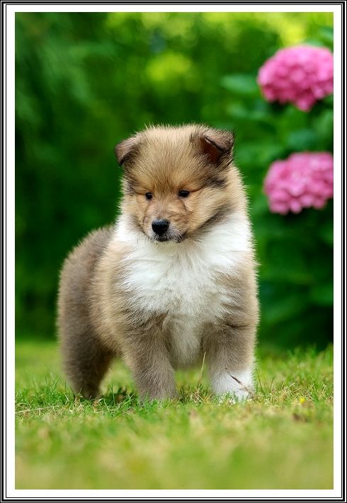 du bois des amazones - Chiots disponibles - Colley à poil long