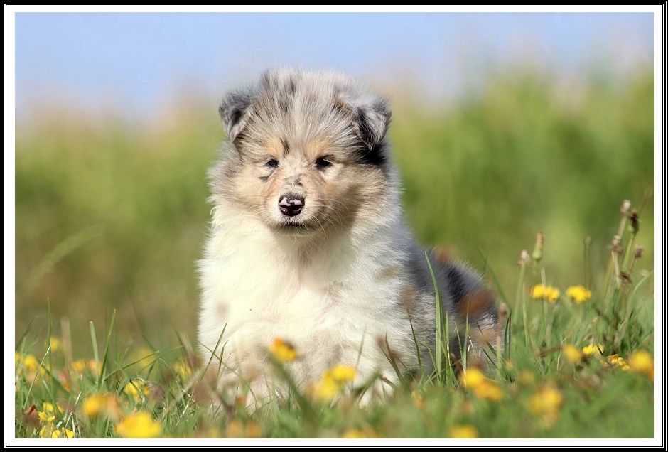 du bois des amazones - Chiots disponibles - Colley à poil long