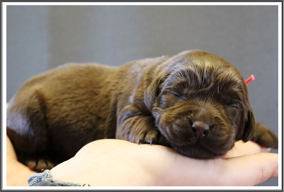 du bois des amazones - Chiots disponibles - Labrador Retriever