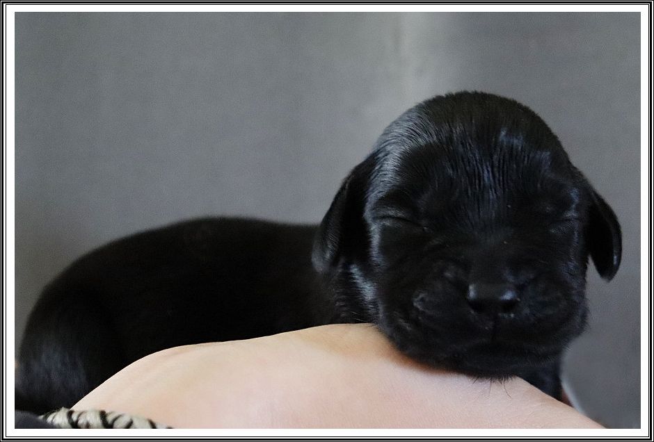 du bois des amazones - Chiots disponibles - Labrador Retriever