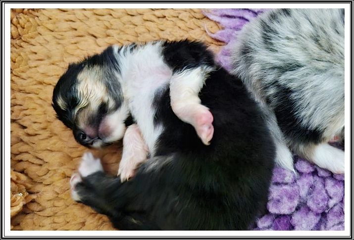 du bois des amazones - Chiots disponibles - Colley à poil long