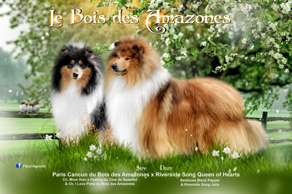 Chiot Colley à poil long du bois des amazones