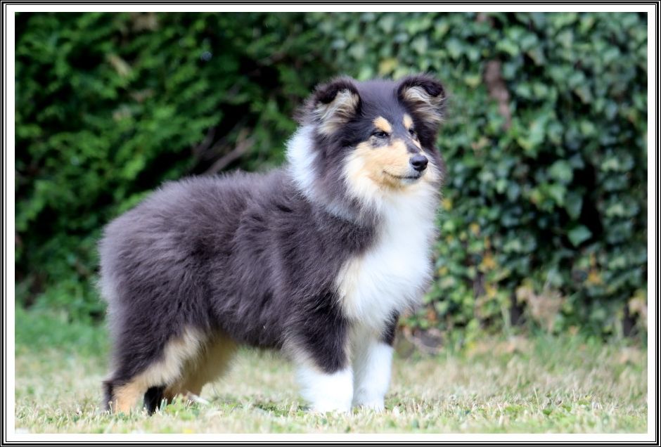 du bois des amazones - Chiots disponibles - Colley à poil long