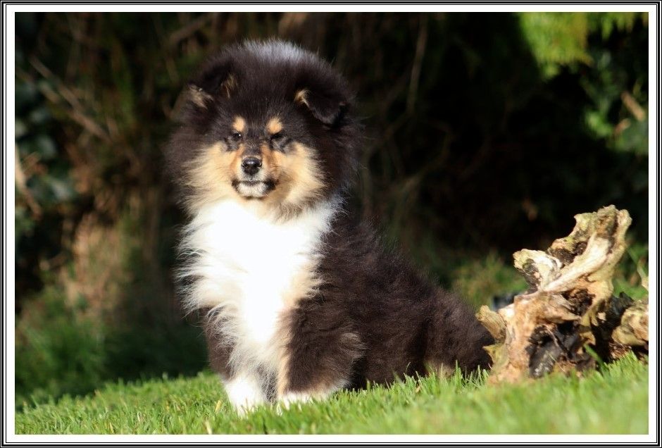 du bois des amazones - Chiots disponibles - Colley à poil long